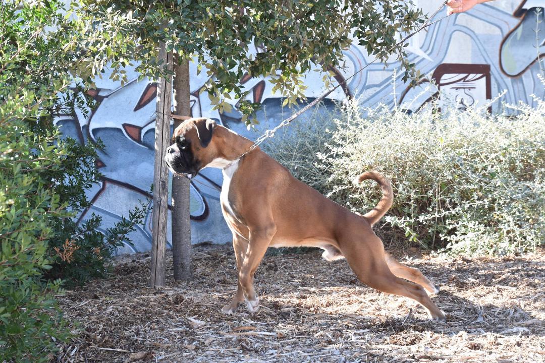 Malko de l'etoile du Baou