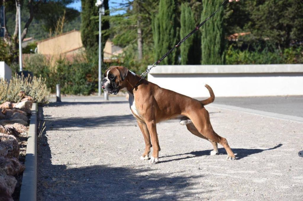 Malko de l'etoile du Baou