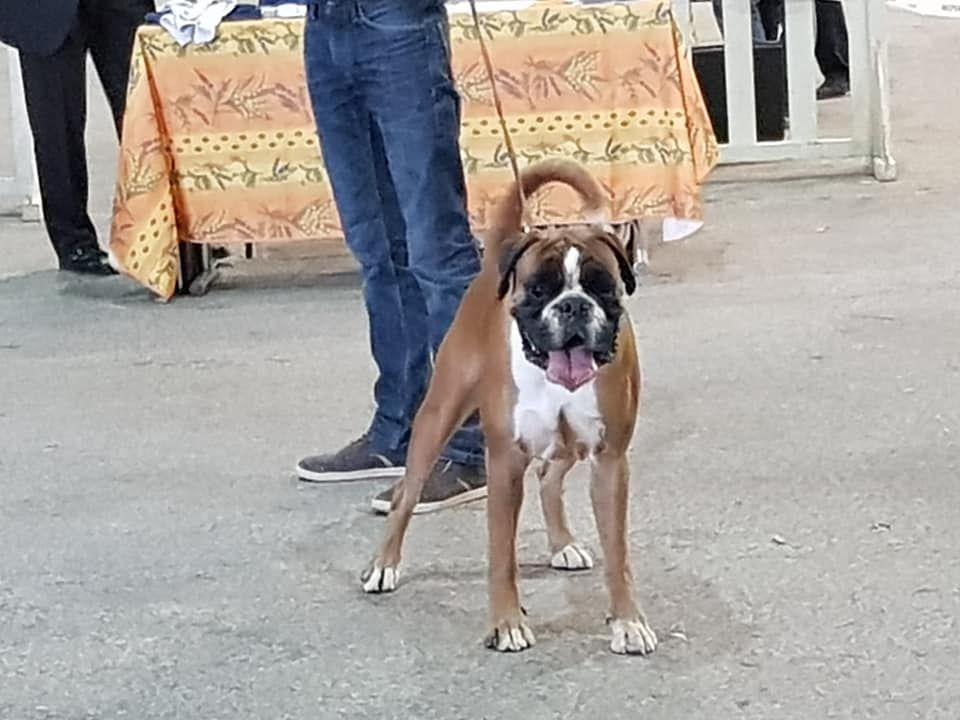 MALKO MEILLEUR DE RACE A AVIGNON 6 Octobre 2018