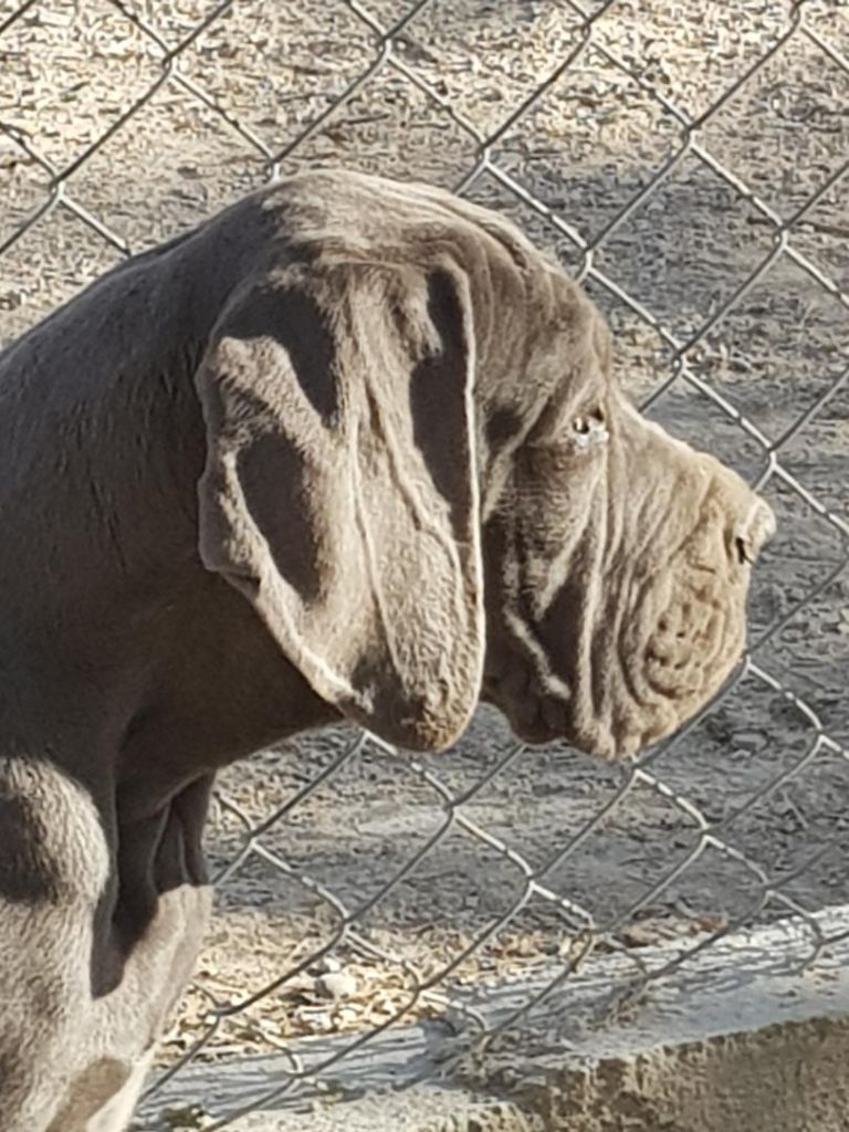 l'élevage s'agrandit d'une petite dogue allemande OPALINE De benjamine